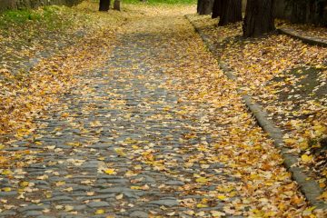 Walk Road Covered with Fall Maple Leaves